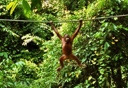 Een oerang-oetan in Sepilok