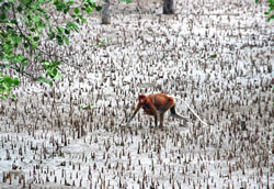 Proboscis aap met kleintje