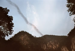 Tussen de 2 en 3 miljoen vleermuizen verlaten Deer Cave