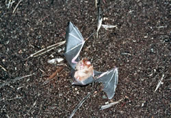 Vleermuis in de Gomantong Cave