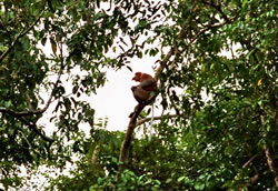 Wilde proboscis aap aan de oever van de Sungai Kinabatangan