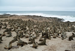 200.000 zeehonden bij Cape Cross