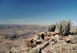 Cactussen bij de Fish River Canyon