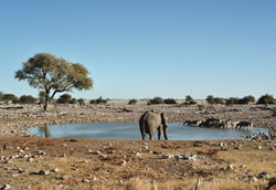De waterplaats bij het Okaukuejo Rest Camp (Etosha)
