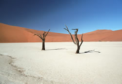 Dead Vlei, met zout, zand en dode bomen