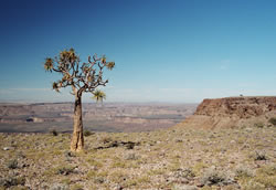 Kokusboom bij de Fish River Canyon