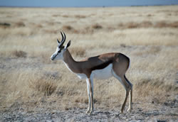 Steenbok